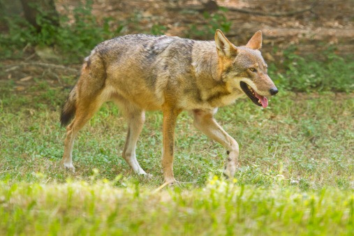 Just seen two wolves in the back garden!!!