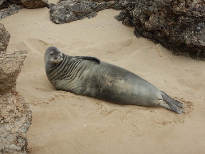 Waialua point ...oh and a sleeping seal