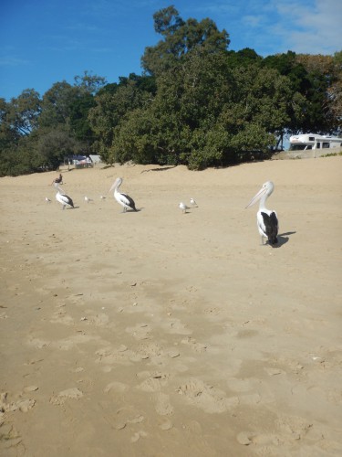 Yay!! Pelicans, Celebrating whales and yet another beautiful sunset fishing.